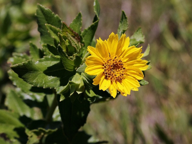 Aspilia platyphylla photo 3