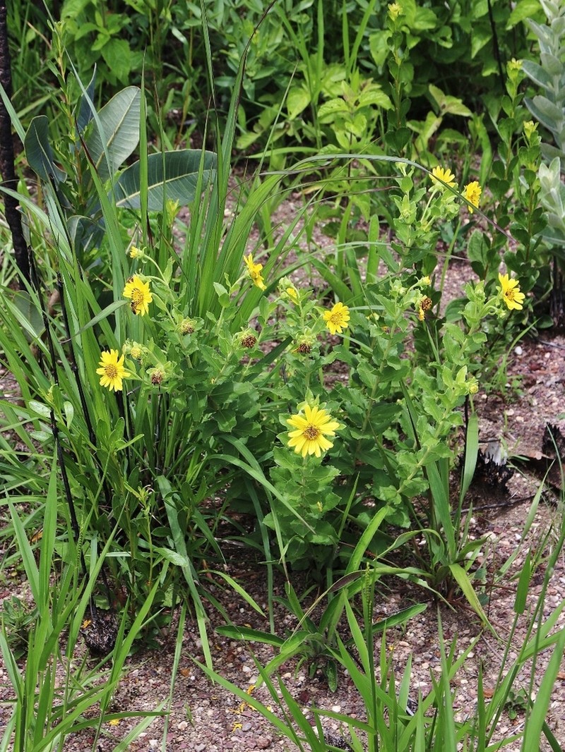 Aspilia platyphylla photo 4