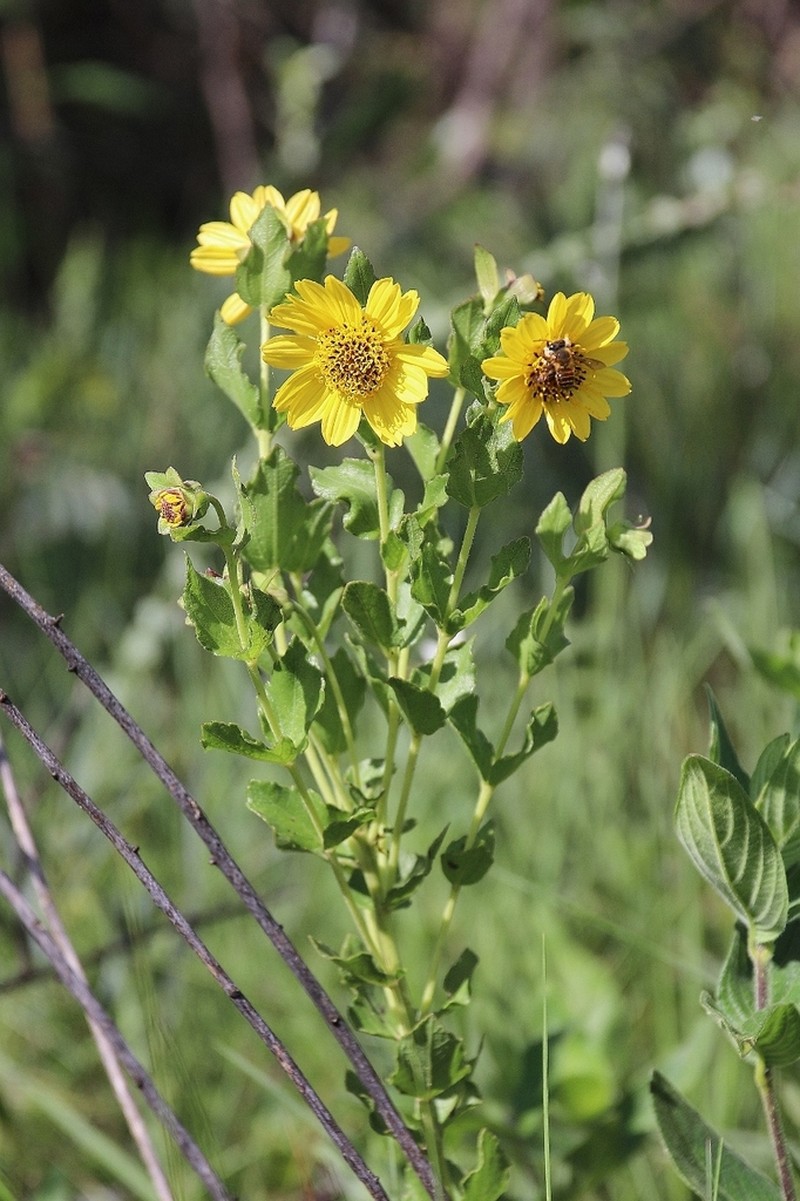 Aspilia platyphylla photo 5