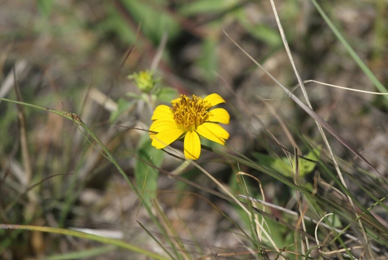 Aspilia pluriseta
