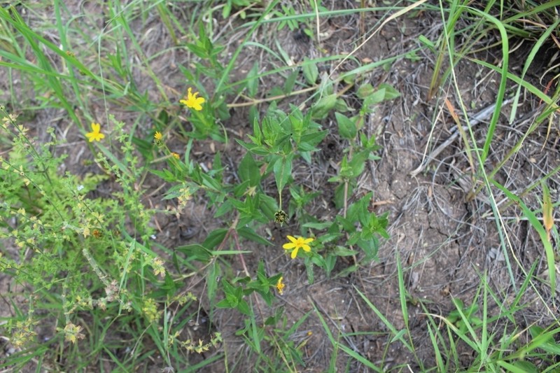 Aspilia pluriseta photo 2
