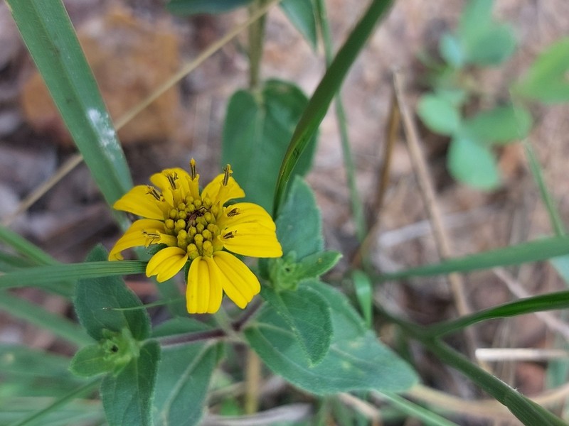 Aspilia pluriseta photo 3