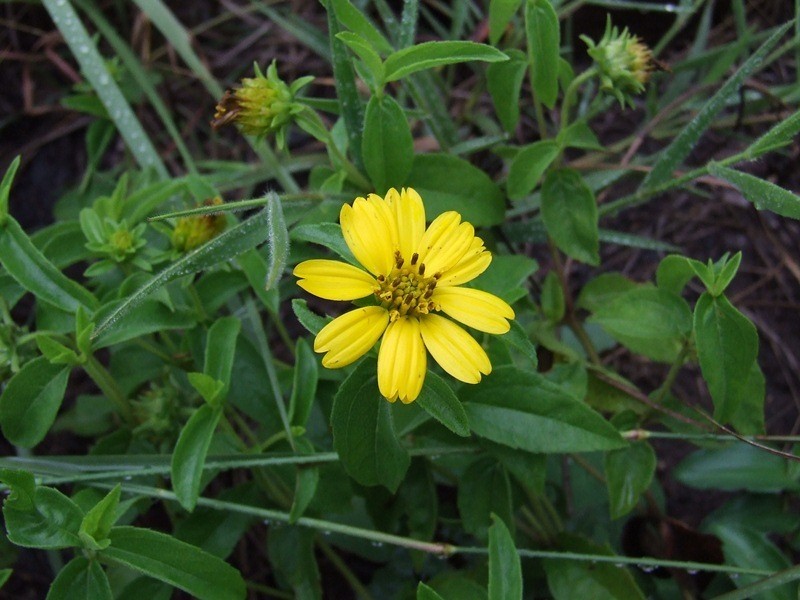 Aspilia pluriseta photo 4
