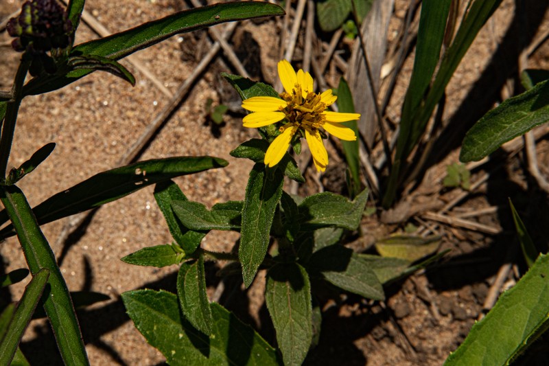 Aspilia pluriseta photo 5