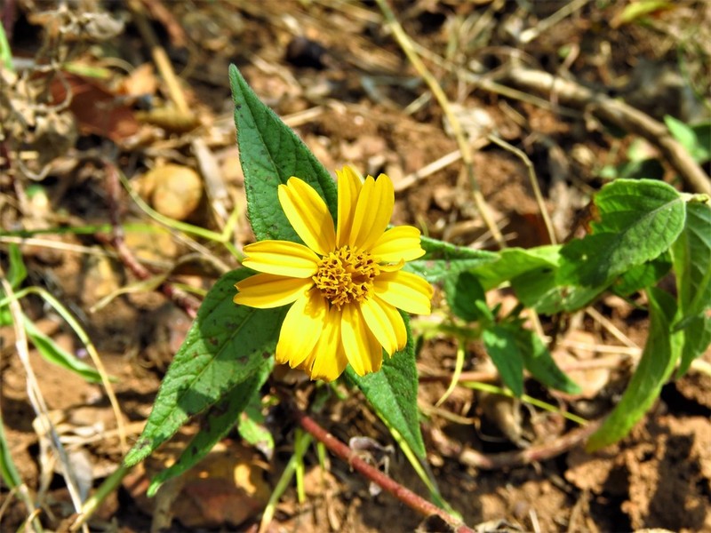 Aspilia pluriseta photo 7