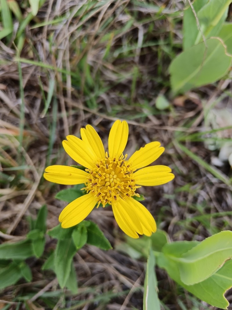 Aspilia pluriseta photo 8