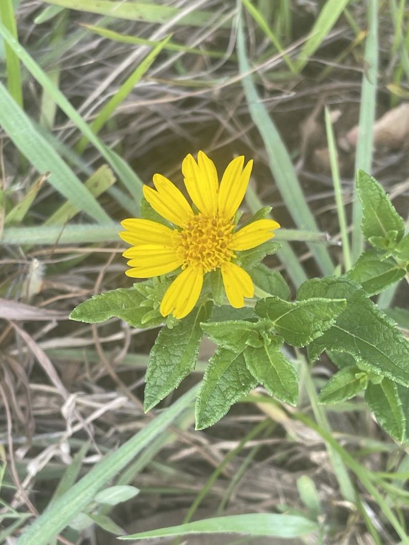 Aspilia pluriseta subsp. pluriseta