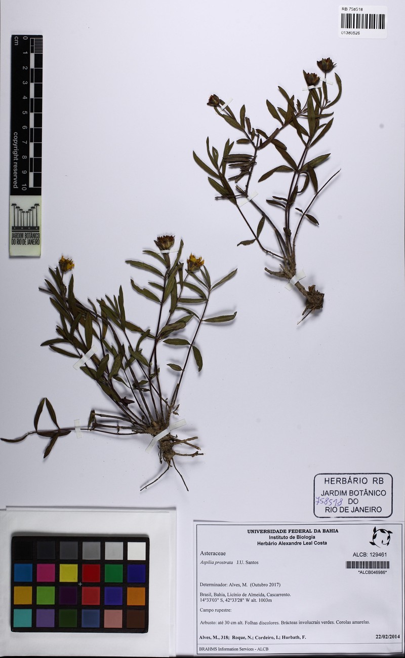 Aspilia prostrata