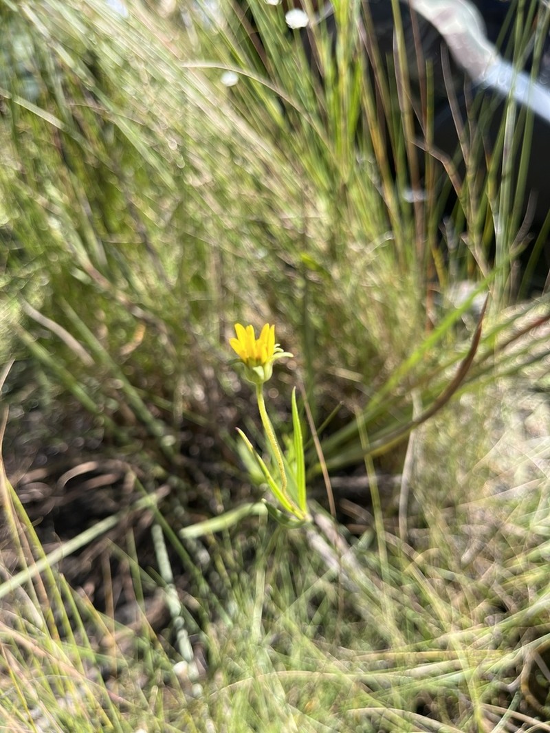 Aspilia pseudocalea