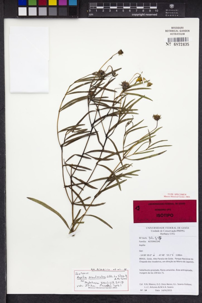 Aspilia pseudocalea photo 3