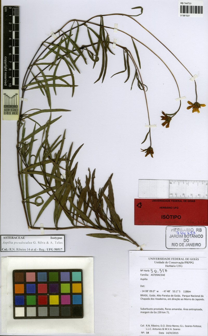 Aspilia pseudocalea