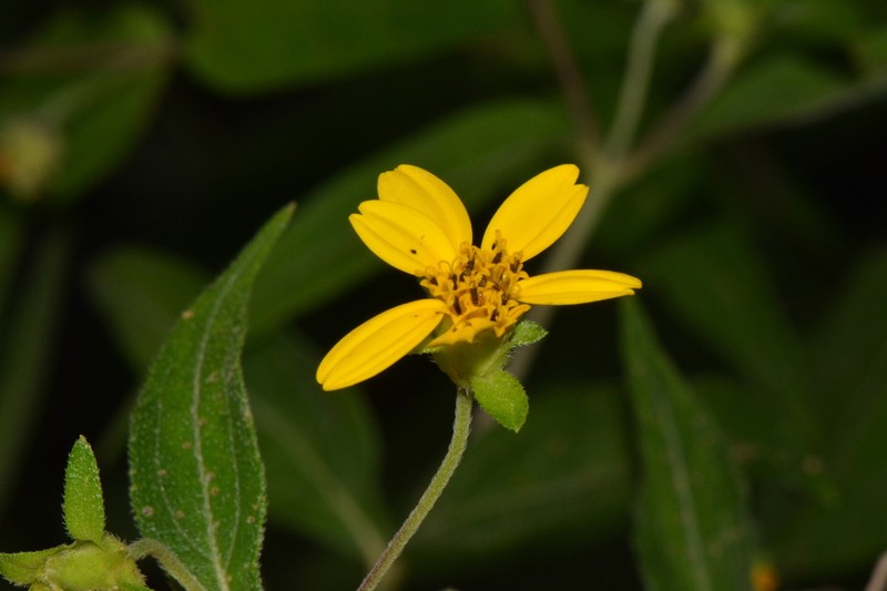 Aspilia rudis