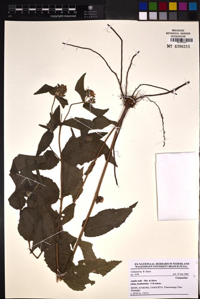 Aspilia rudis subsp. fontinaloides