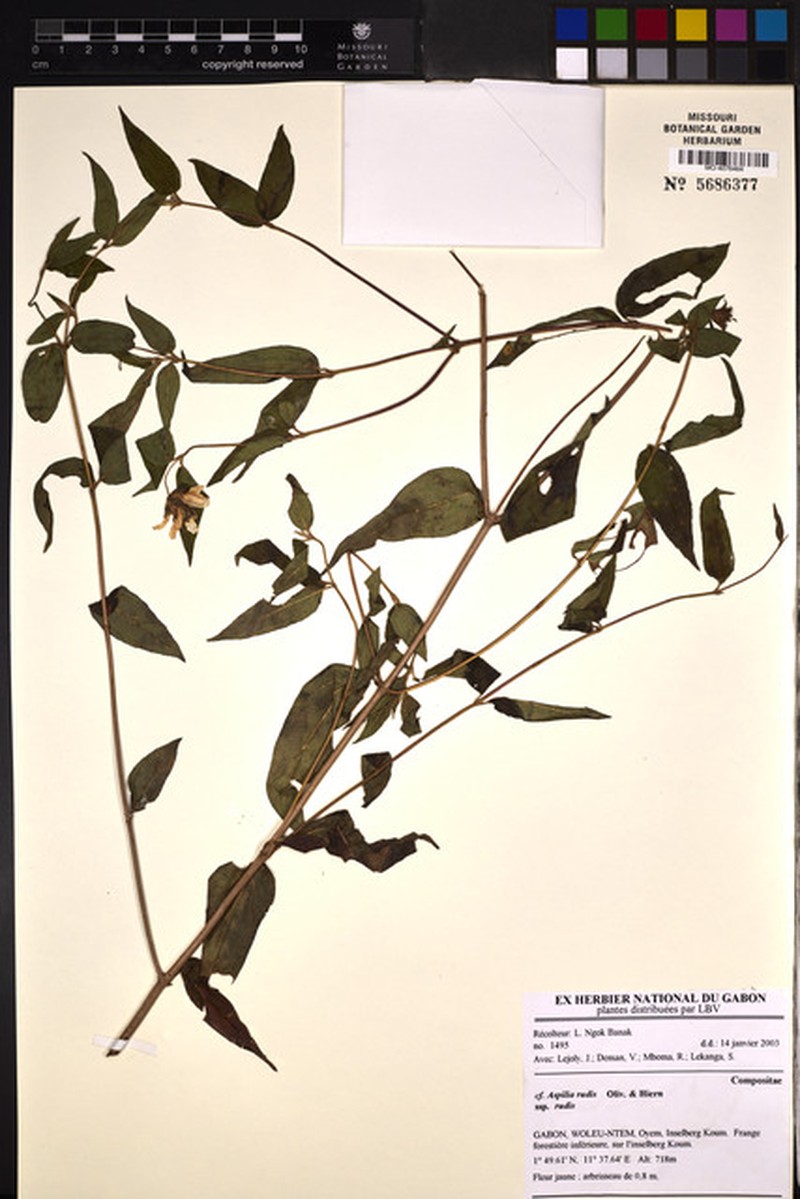 Aspilia rudis subsp. rudis