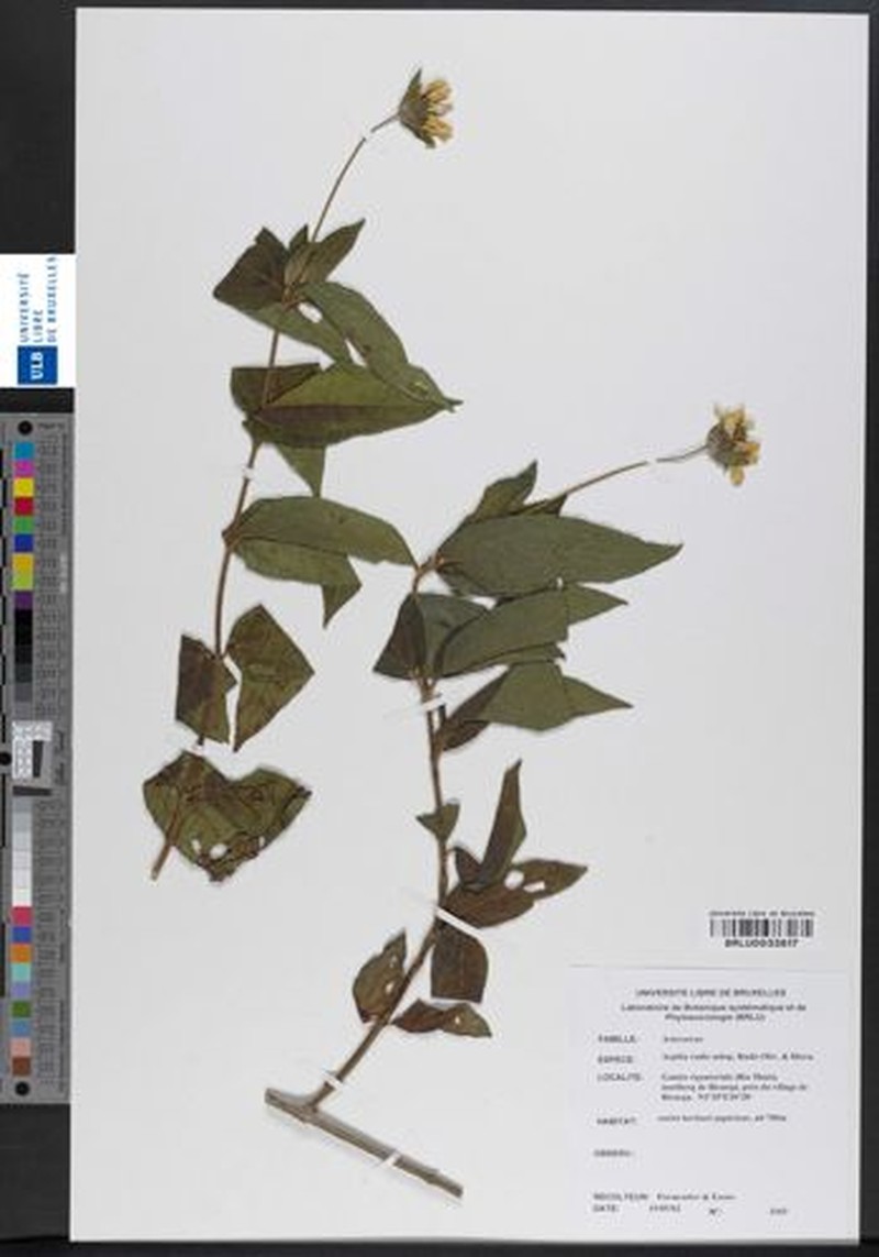 Aspilia rudis subsp. rudis photo 2