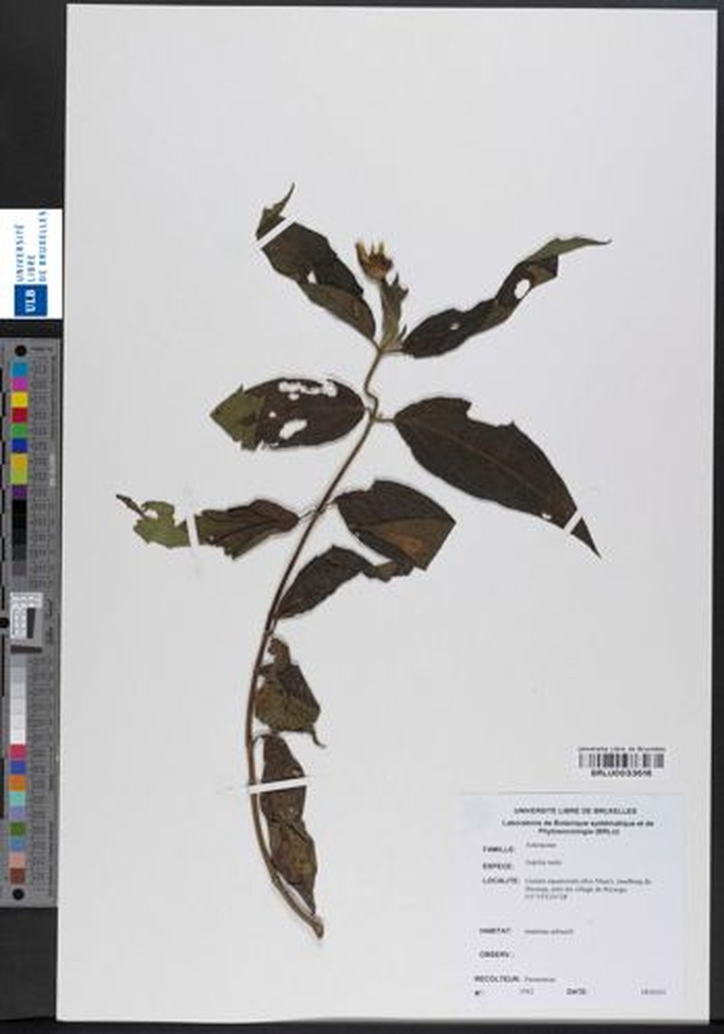 Aspilia rudis subsp. rudis photo 3