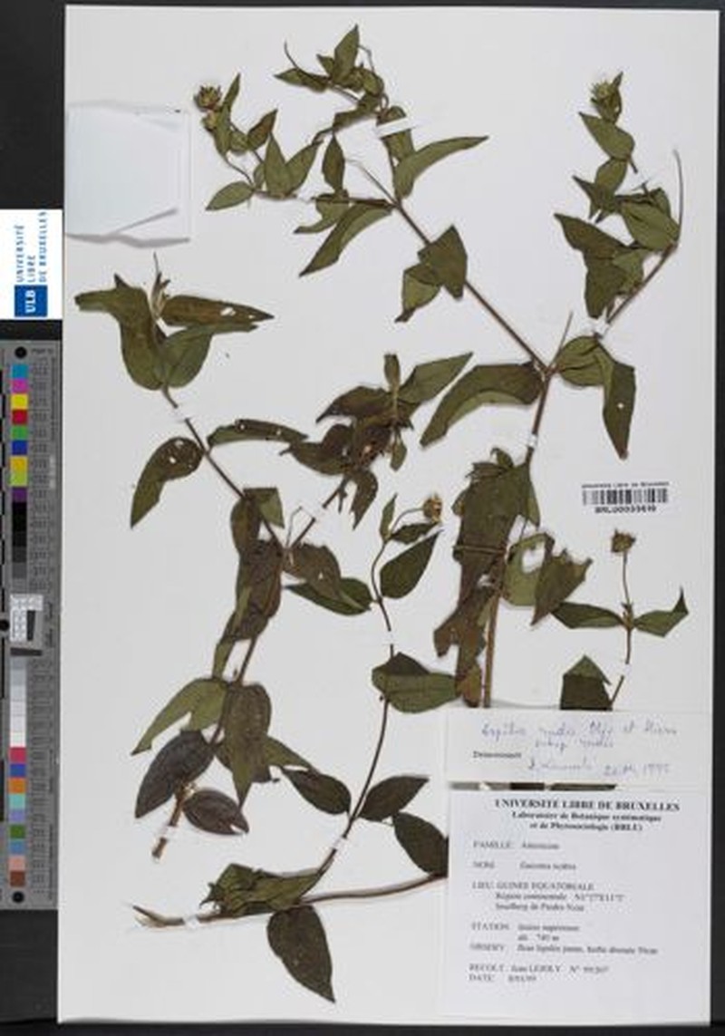 Aspilia rudis subsp. rudis photo 4
