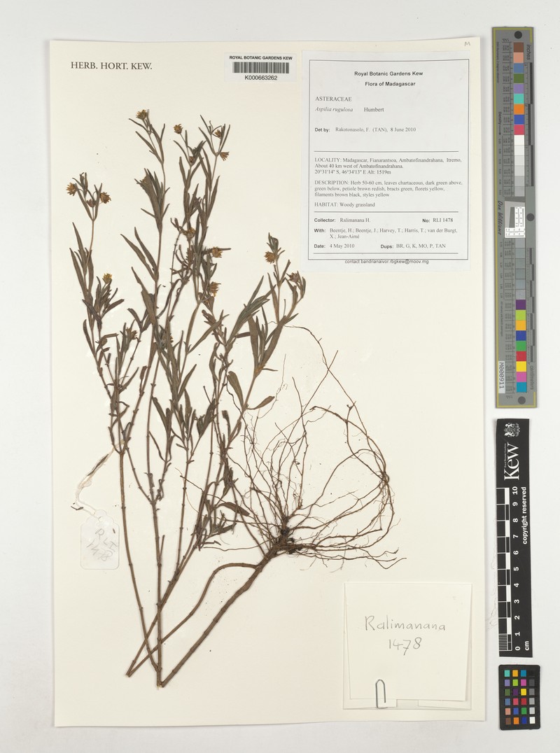 Aspilia rugulosa