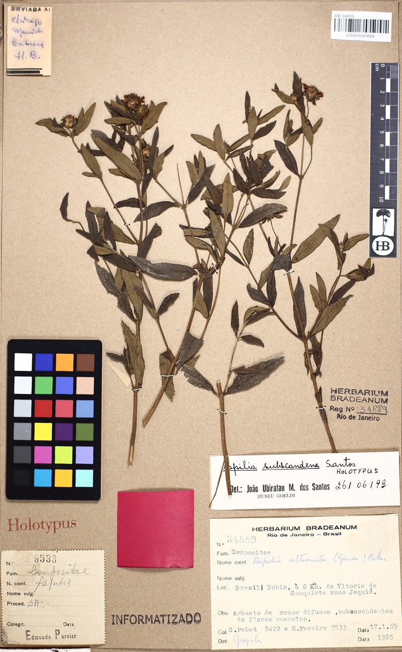 Aspilia subscandens
