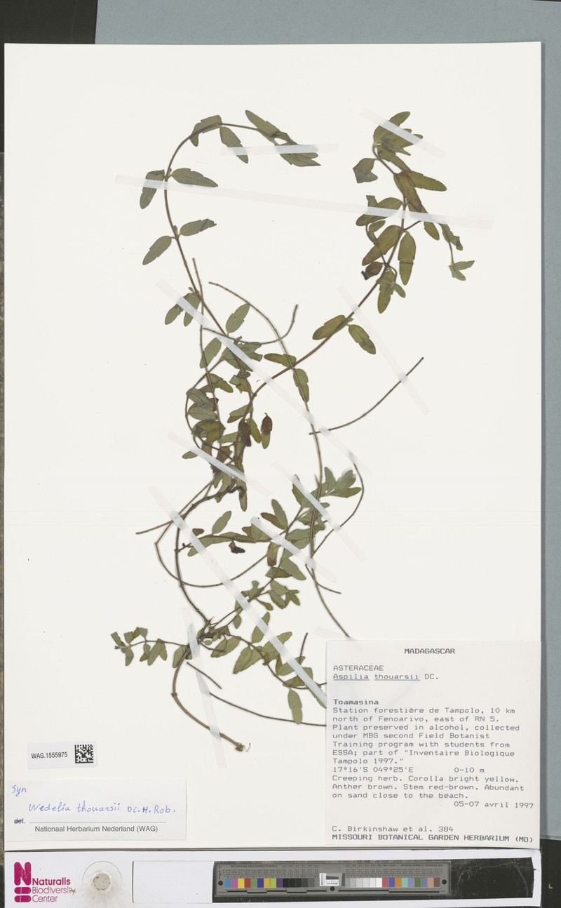 Aspilia thouarsii