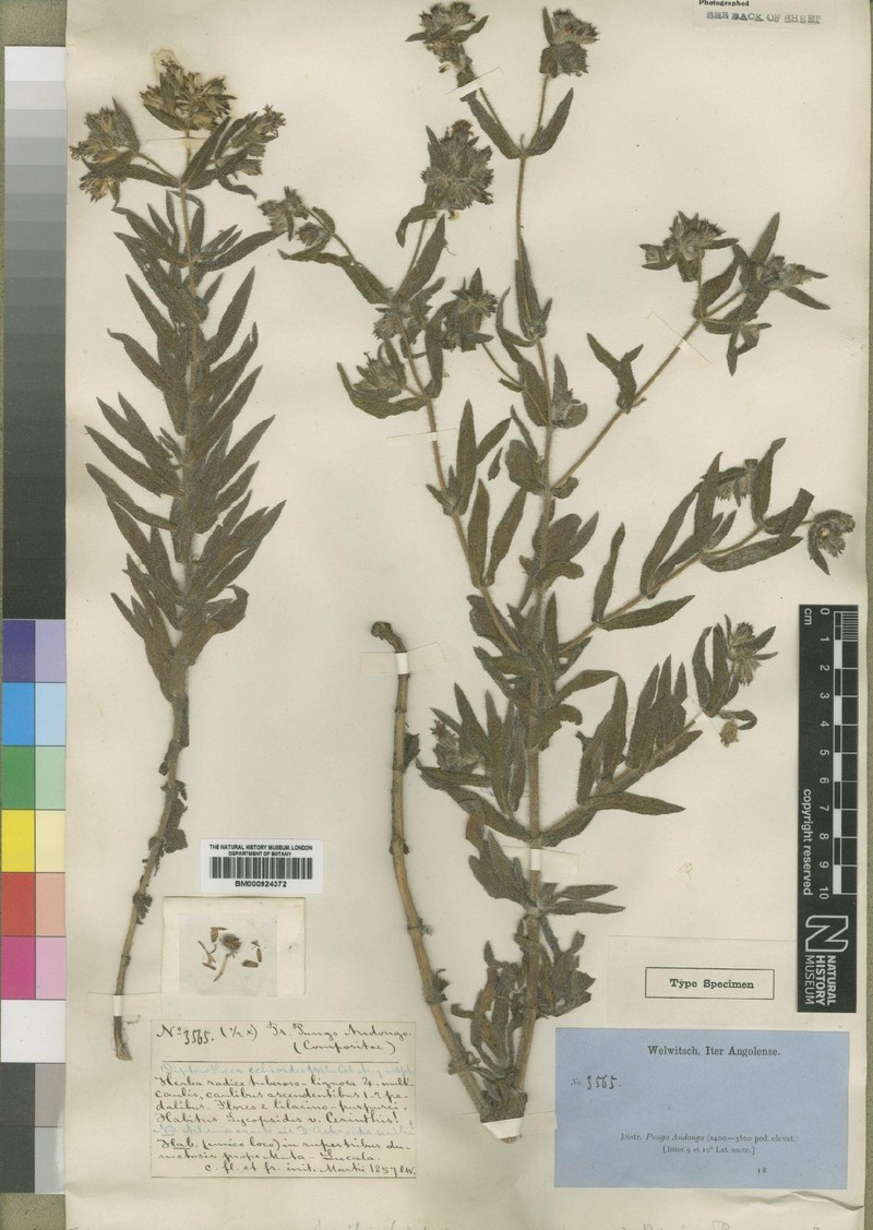 Aspilia trichodesmoides photo 2