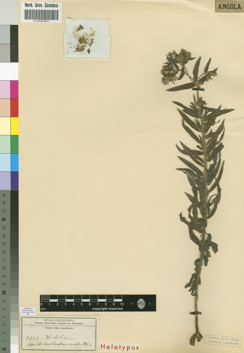 Aspilia trichodesmoides