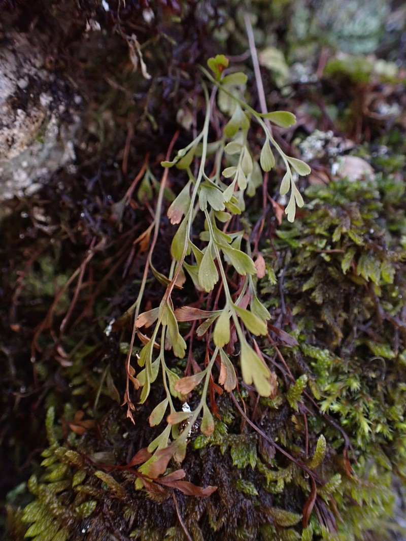 Asplenium × alternifolium