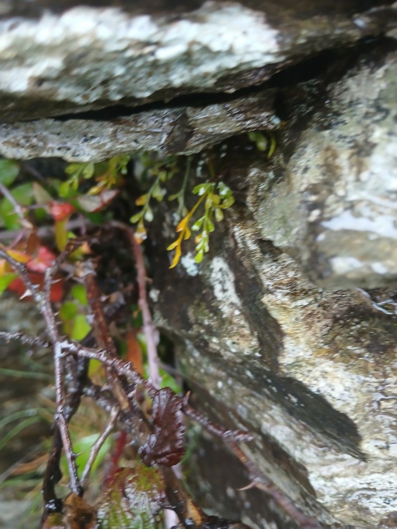 Asplenium × alternifolium photo 2
