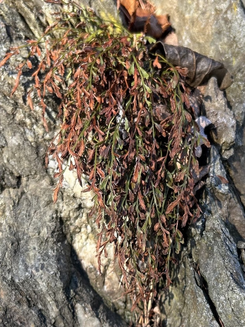 Asplenium × alternifolium photo 3