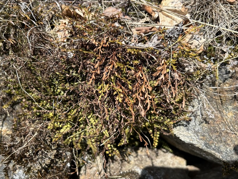 Asplenium × alternifolium photo 4