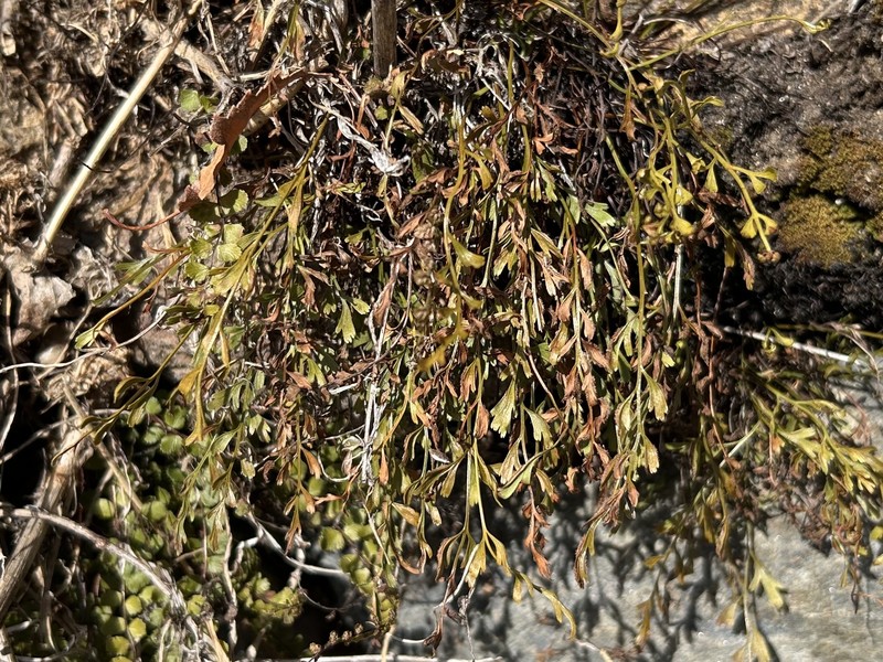 Asplenium × alternifolium photo 5