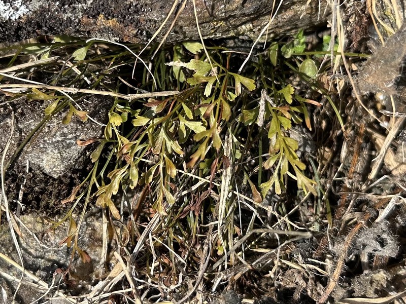 Asplenium × alternifolium photo 6