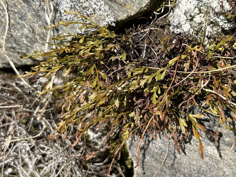 Asplenium × alternifolium photo 7