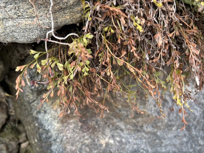 Asplenium × alternifolium photo 8
