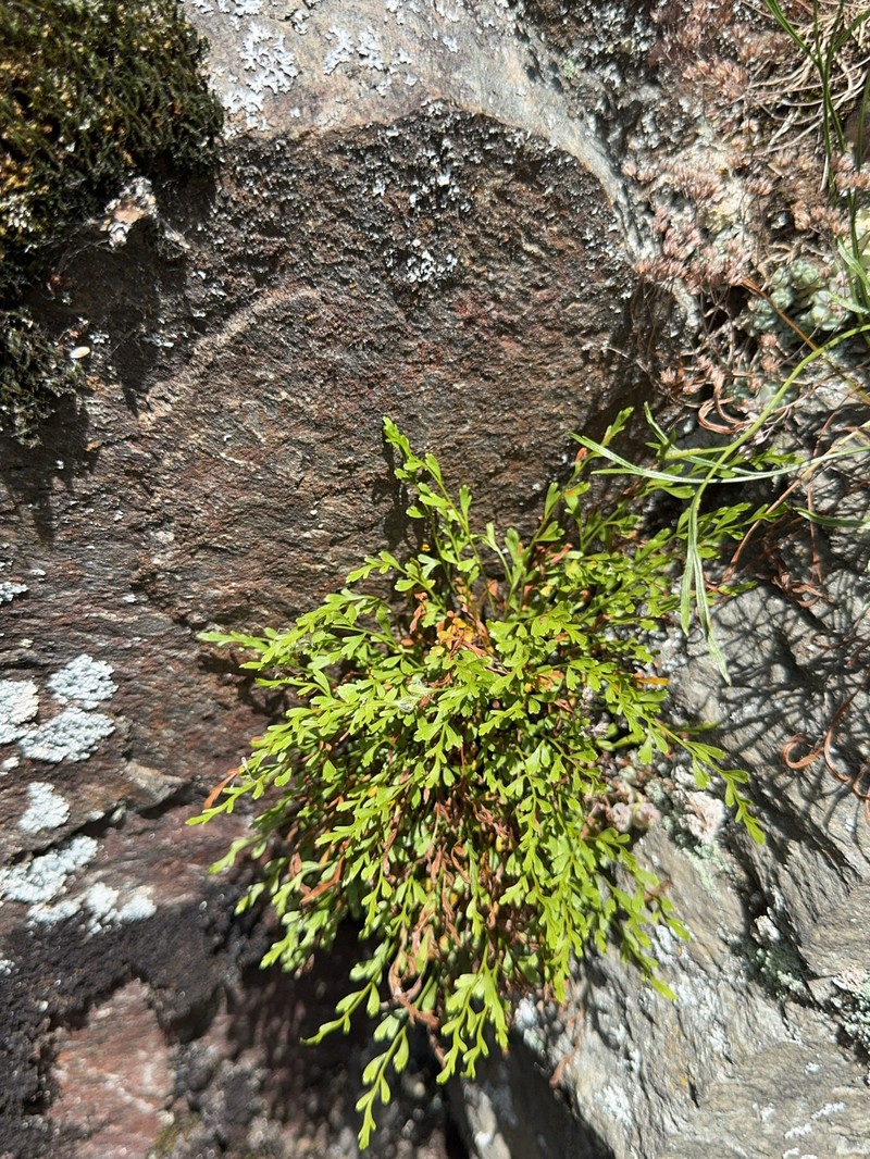 Asplenium × alternifolium nothosubsp. alternifolium