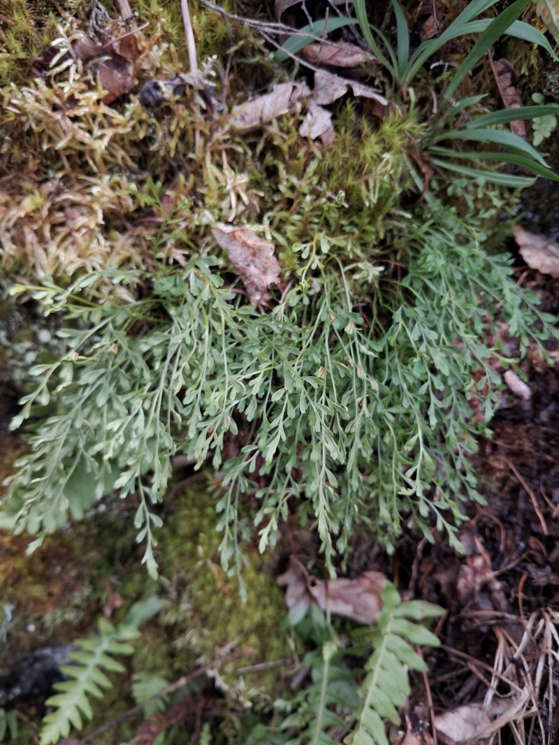 Asplenium × alternifolium nothosubsp. alternifolium photo 2