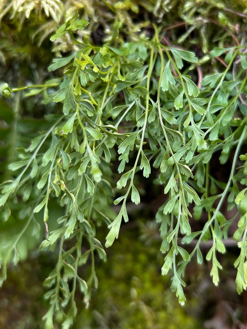 Asplenium × alternifolium nothosubsp. alternifolium photo 3