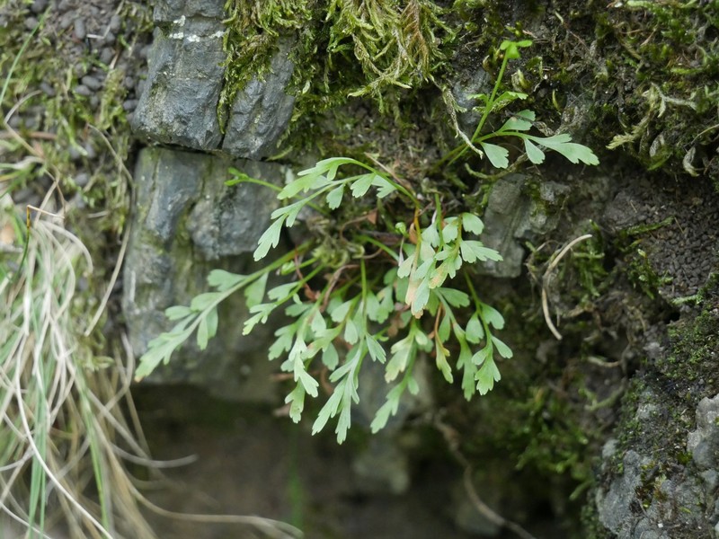 Asplenium × alternifolium nothosubsp. alternifolium photo 4