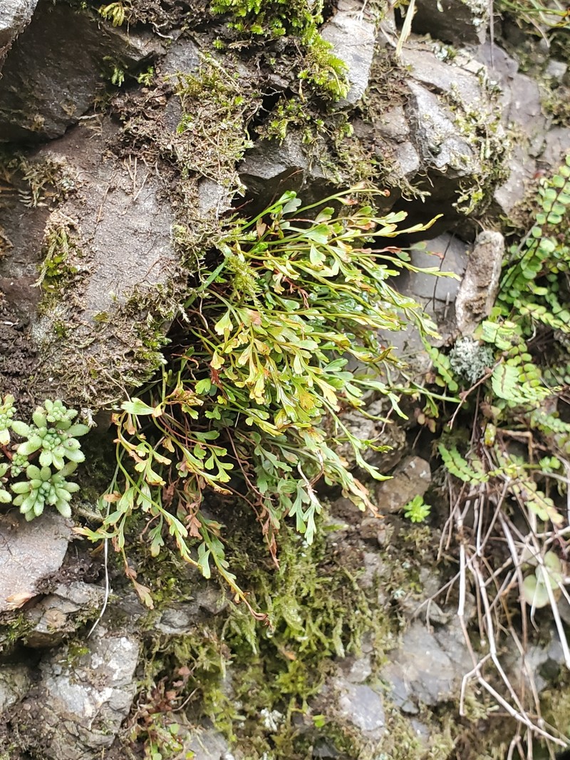 Asplenium × alternifolium nothosubsp. alternifolium photo 5