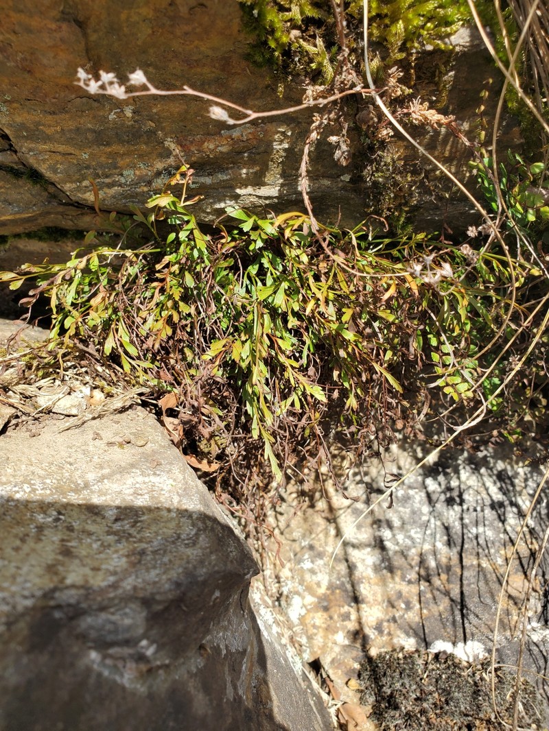 Asplenium × alternifolium nothosubsp. alternifolium photo 7