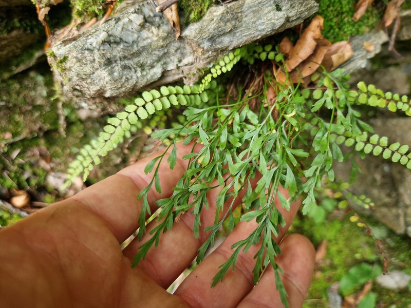 Asplenium × alternifolium nothosubsp. alternifolium photo 8