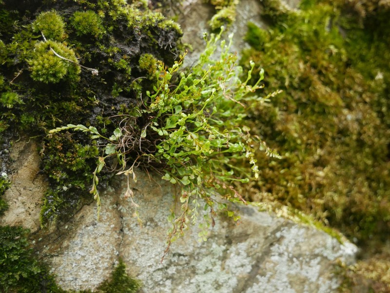 Asplenium × alternifolium nothosubsp. heufleri