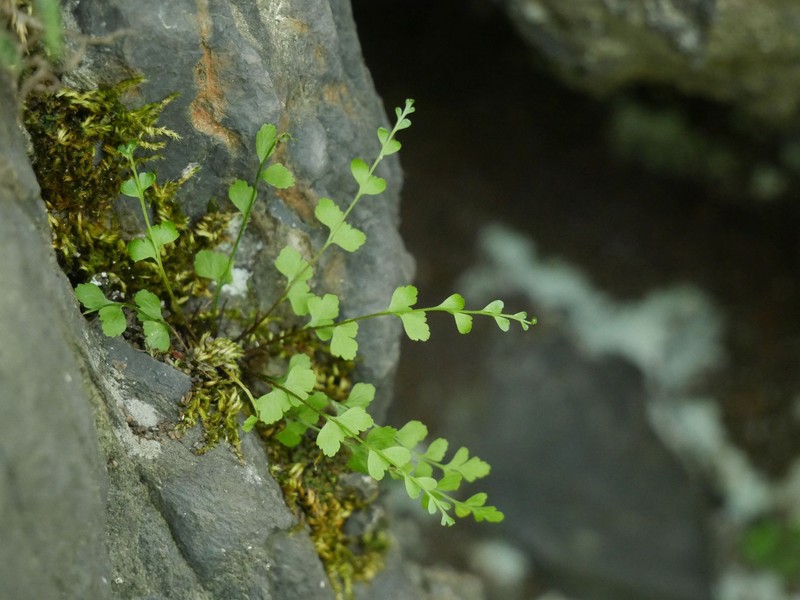 Asplenium × alternifolium nothosubsp. heufleri photo 2