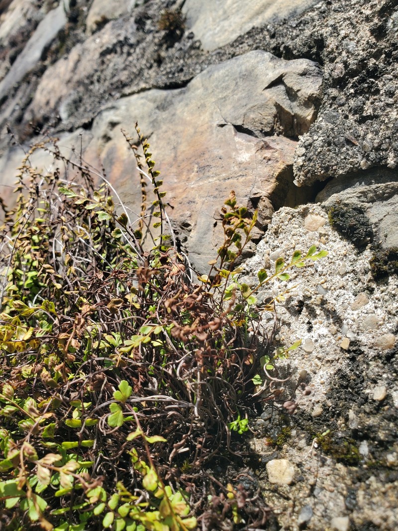 Asplenium × alternifolium nothosubsp. heufleri photo 3