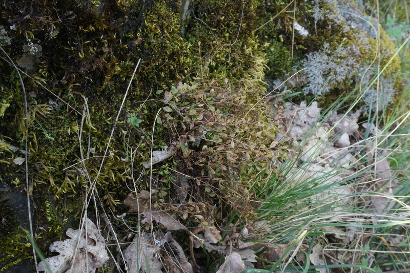 Asplenium × alternifolium nothosubsp. heufleri photo 4