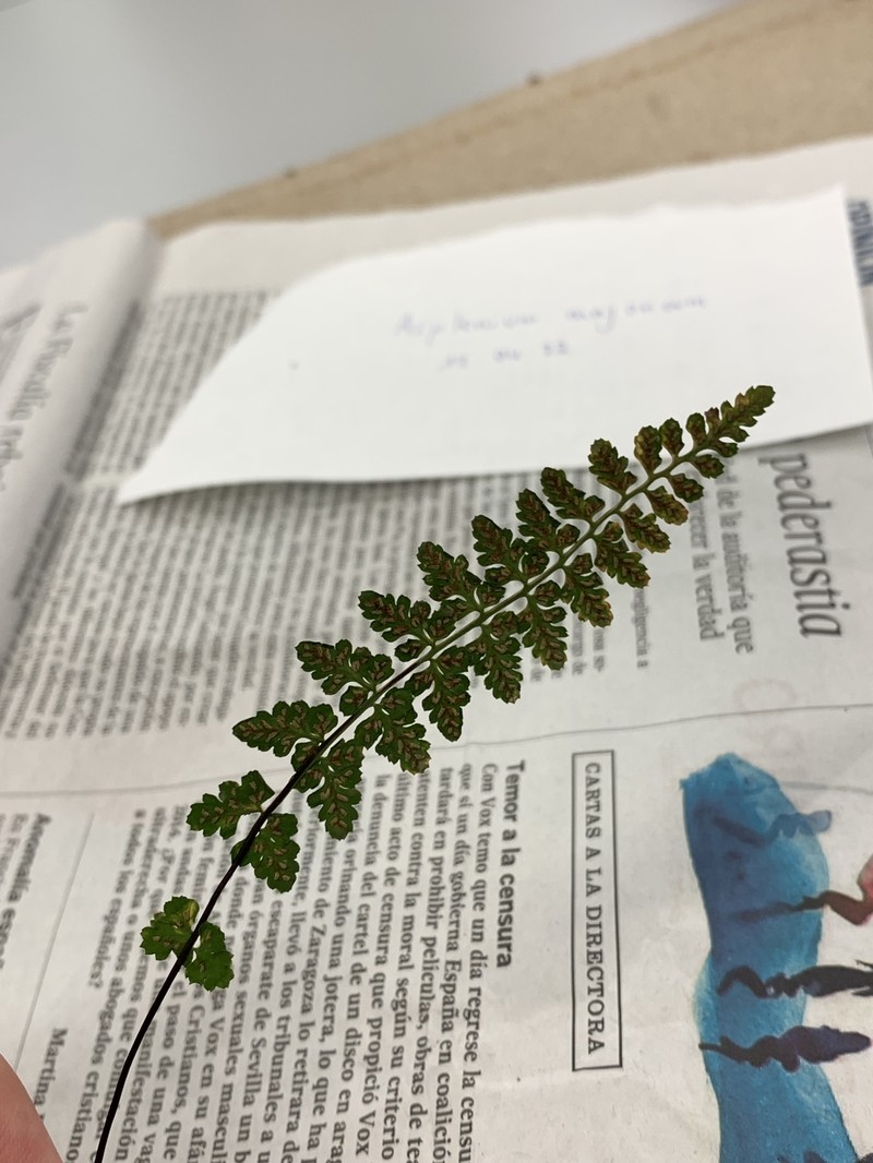 Asplenium × aran-tohanum