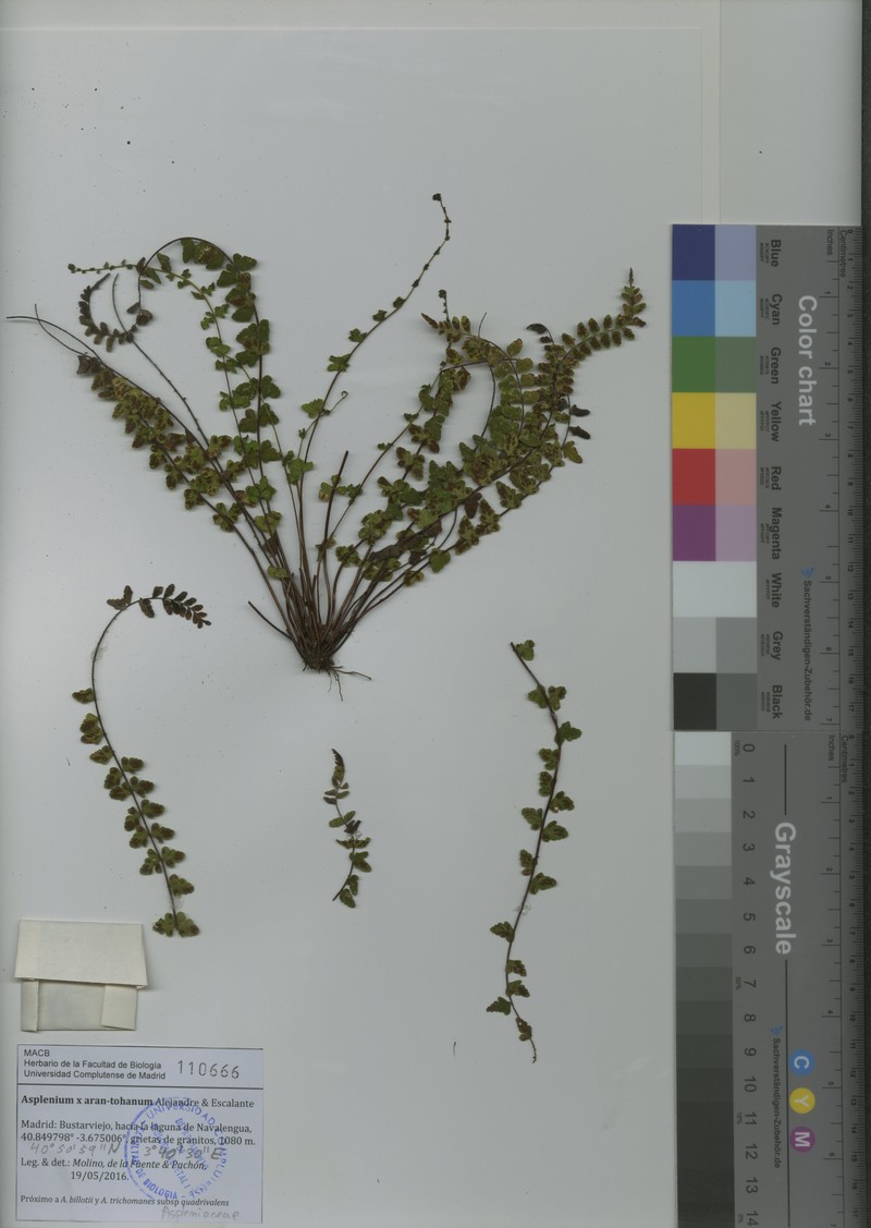 Asplenium × aran-tohanum photo 2