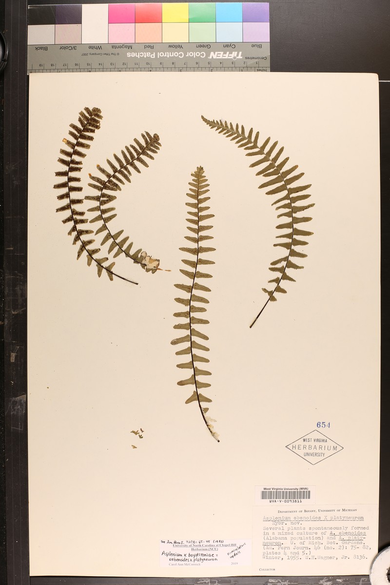 Spleenwort