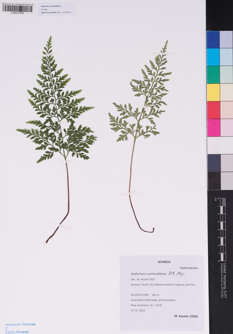 Asplenium × centovallense