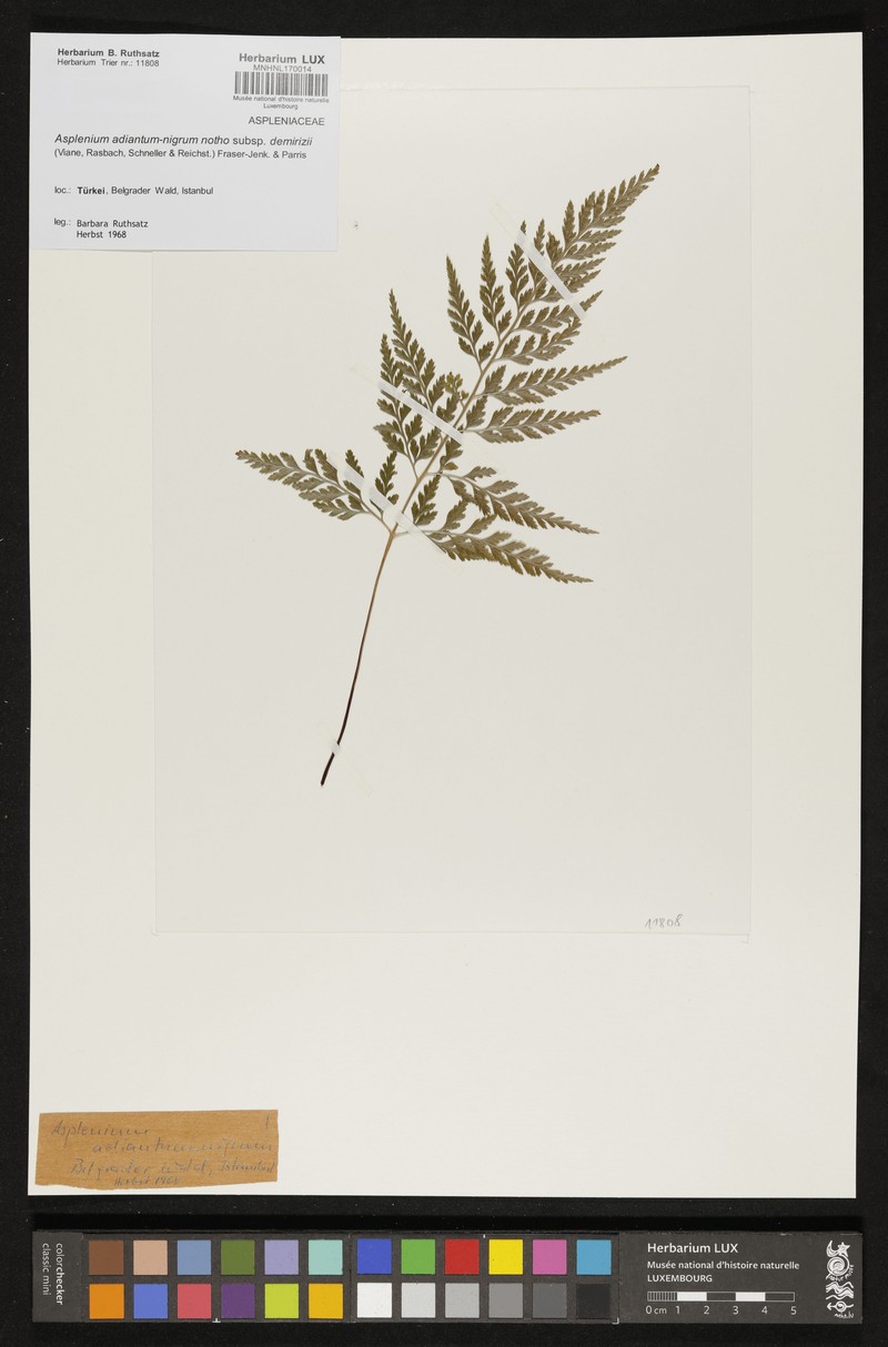 Asplenium × centovallense photo 2